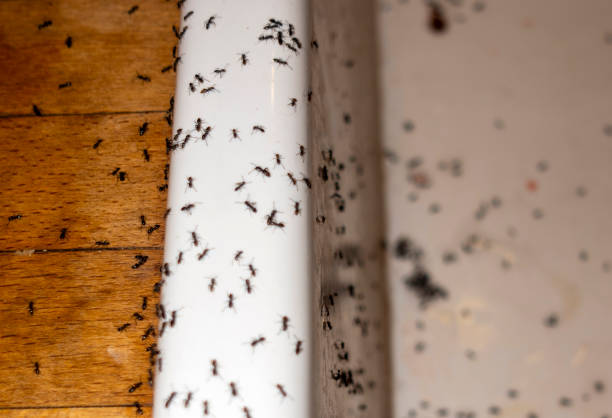 Best Pest Prevention Services  in New Town, ND