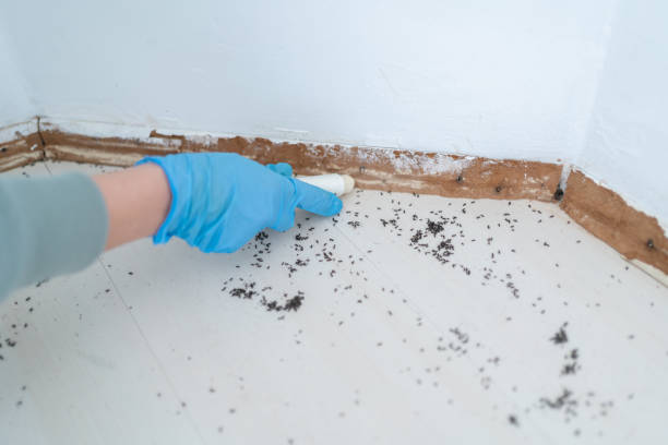 Best Termite Control Services  in New Town, ND